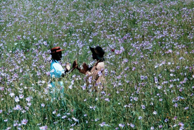 Spielberg e Oprah produrranno il remake de ‘Il colore viola’, ma sarà un musical